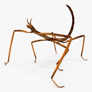 3D stick insect brown rigged model