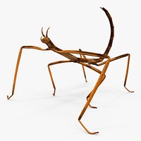 Stick Insect Brown Rigged