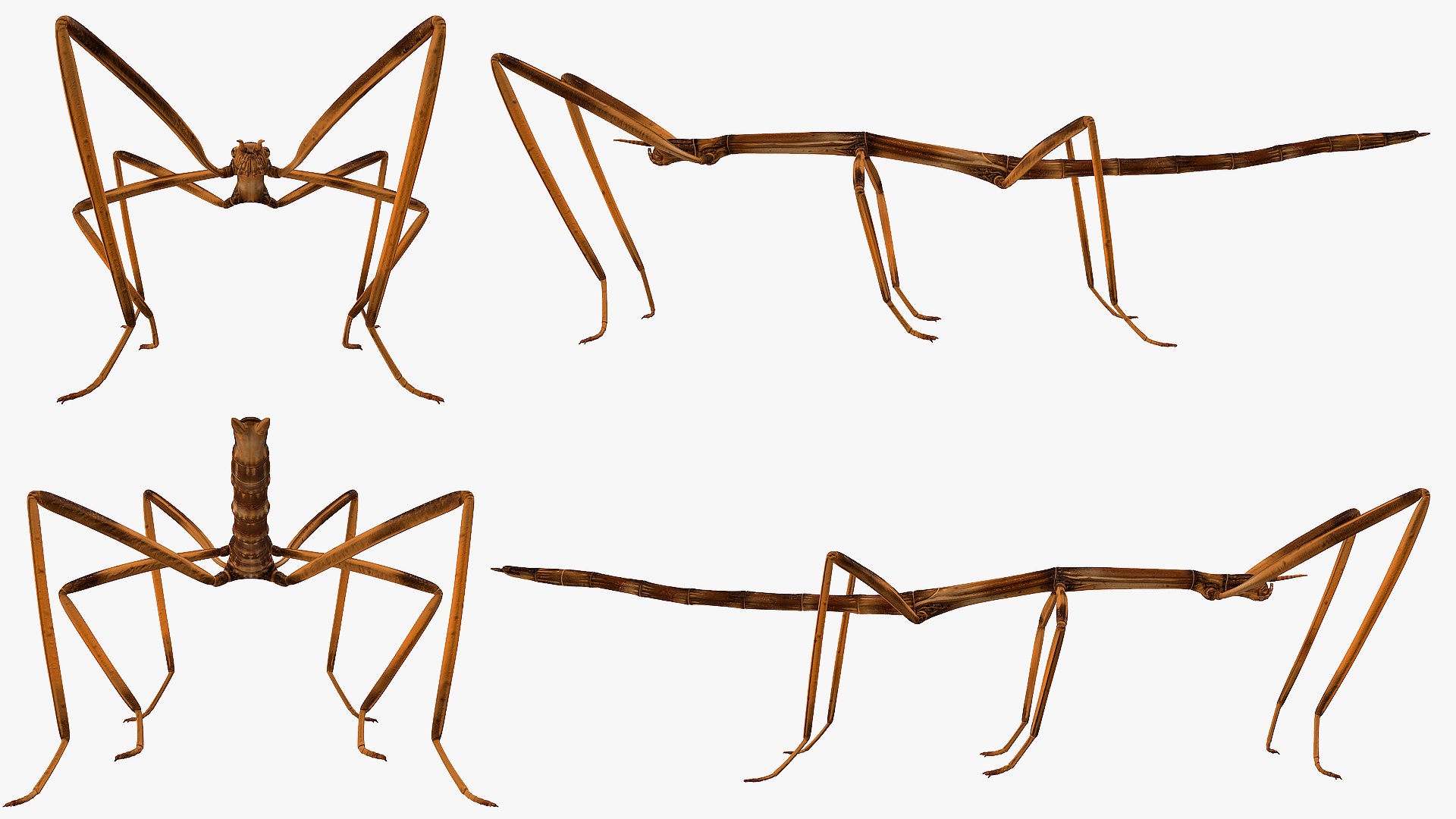 3D stick insect brown rigged model https://p.turbosquid.com/ts-thumb/6s/kmi3Nk/qRSh2bC0/stickinsectbrownriggedvray3dmodel017/jpg/1579179026/1920x1080/fit_q87/a5fe21cb5386afa4c0d827804cefb2bad1efed17/stickinsectbrownriggedvray3dmodel017.jpg