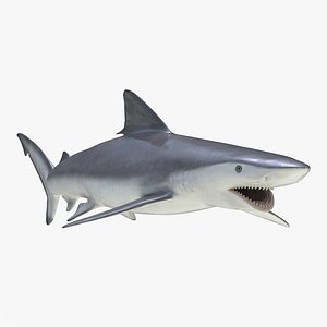 Smalltail Shark Rigged 3D Model