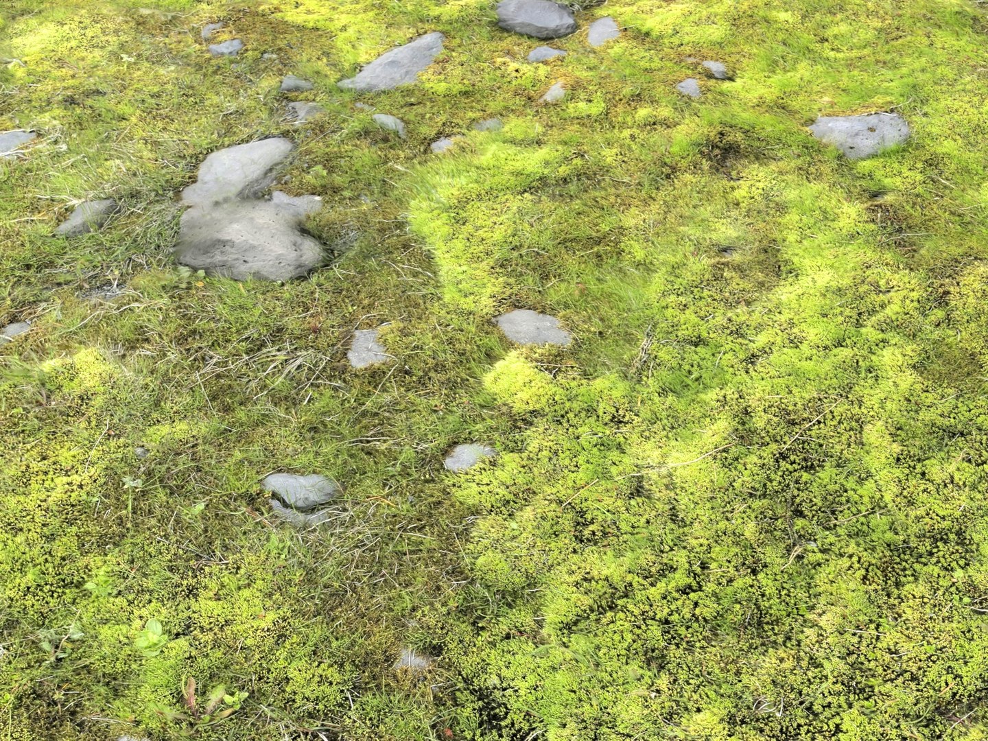 3D ground terrain iceland model https://p.turbosquid.com/ts-thumb/6s/wbzWHI/Pl/5/jpg/1616783206/1920x1080/fit_q87/5355f22c21ac4bc9de1237066a3d0caed8c69817/5.jpg