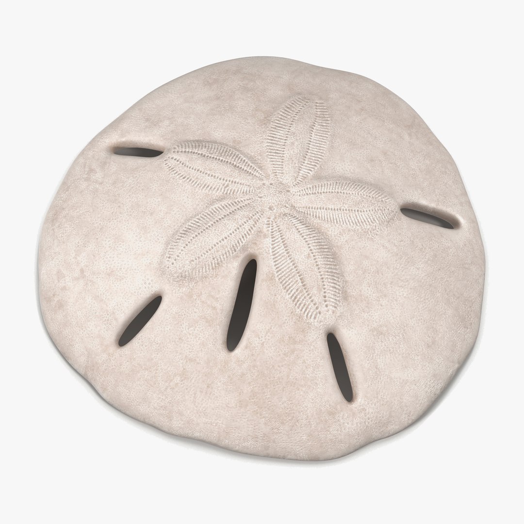 Sea Shell Sand Dollar 3D model preview