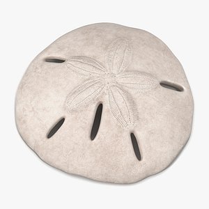 3d sea shell sand dollar