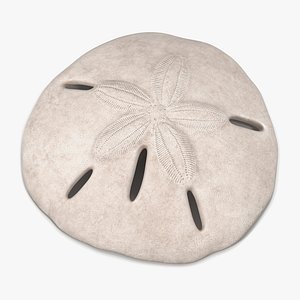 Sea Shell Sand Dollar