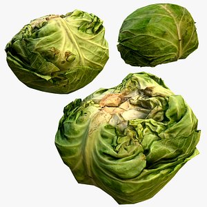 Cabbage 3D model