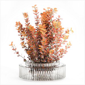 Bouquet of autumn flowers barberry branches glass vase 632