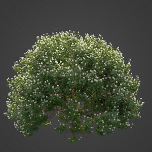 2021 PBR Backhousia Myrtifolia Collection