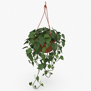 Philodendron Scandens Plant in Hanging Pot