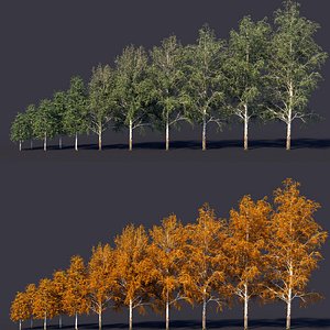 birch tree 3D model