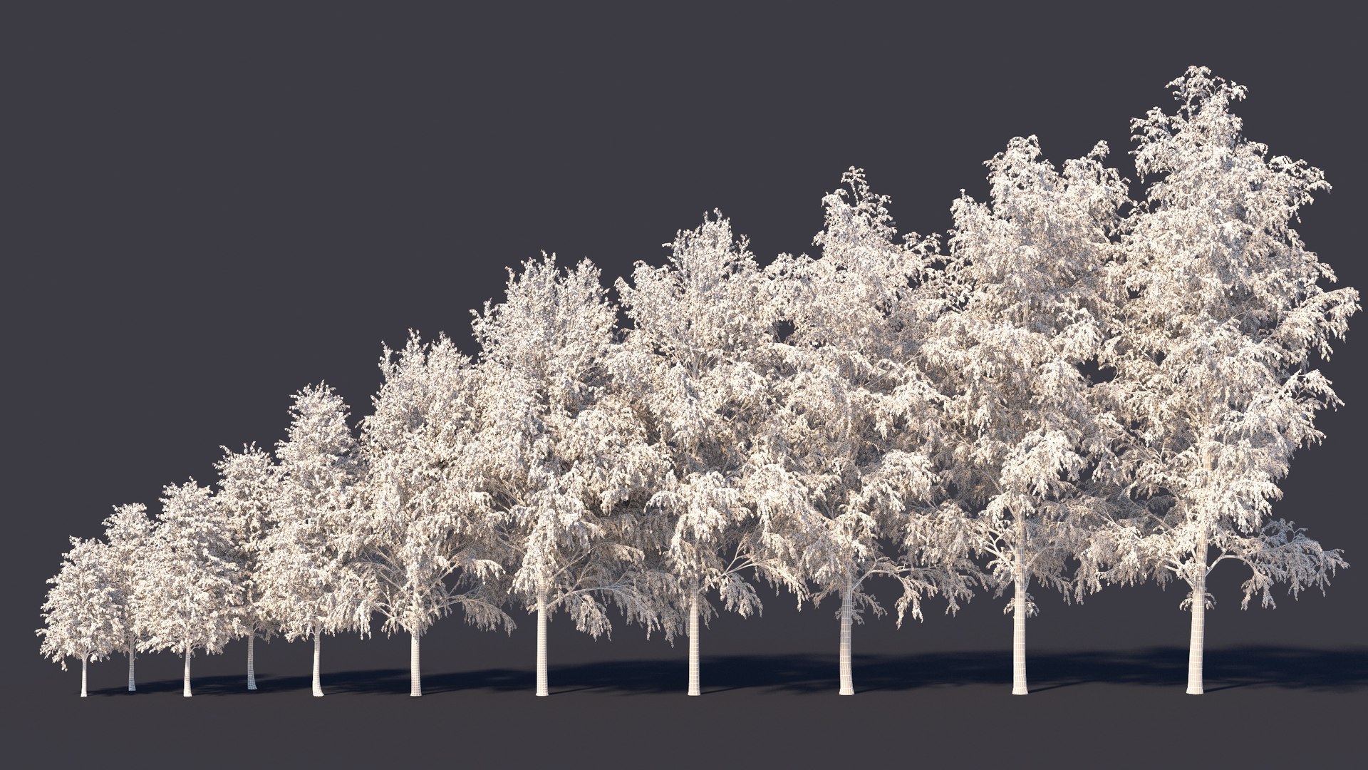 Birch Tree 3D Model - TurboSquid 1672904