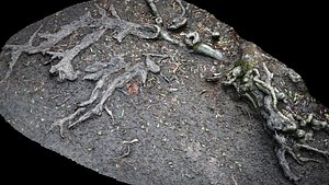3D old tree roots ground mud photogrammetry