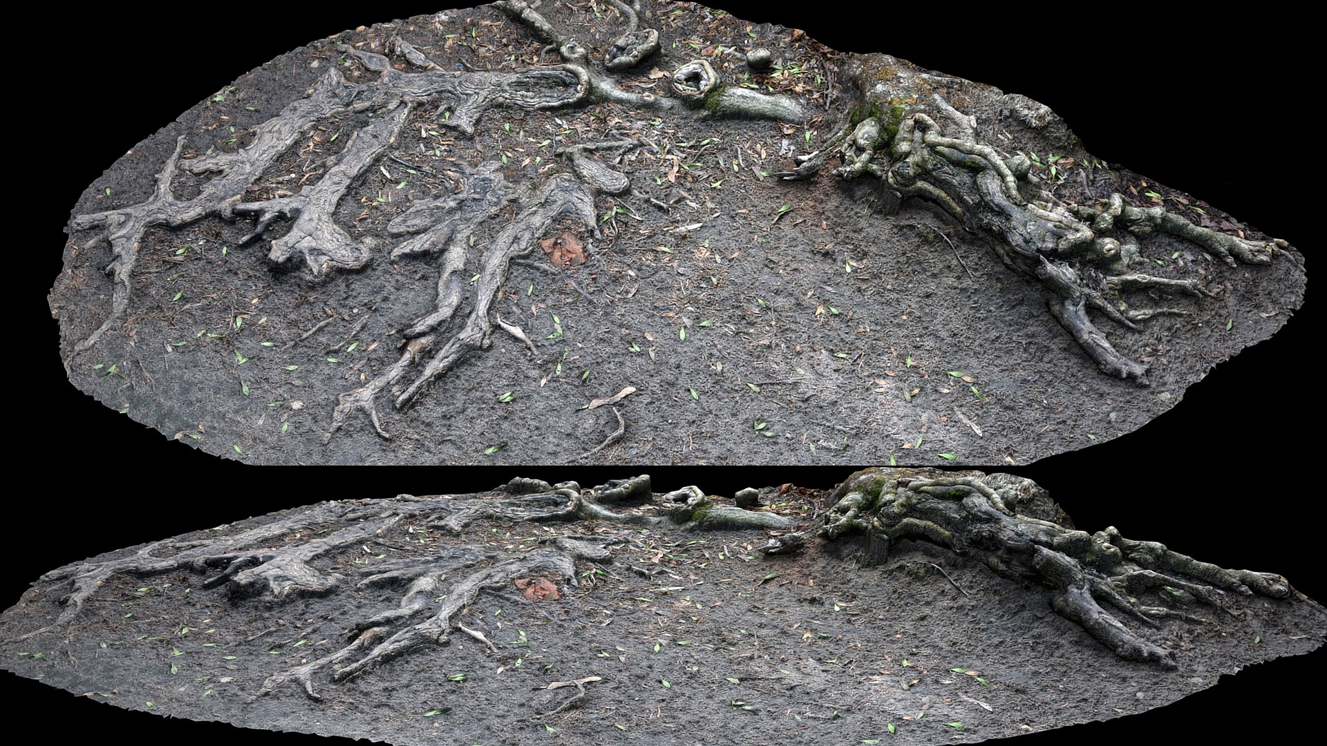 3D Old Tree Roots Ground Mud Photogrammetry - TurboSquid 2338089