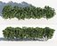 Shrub Hedges