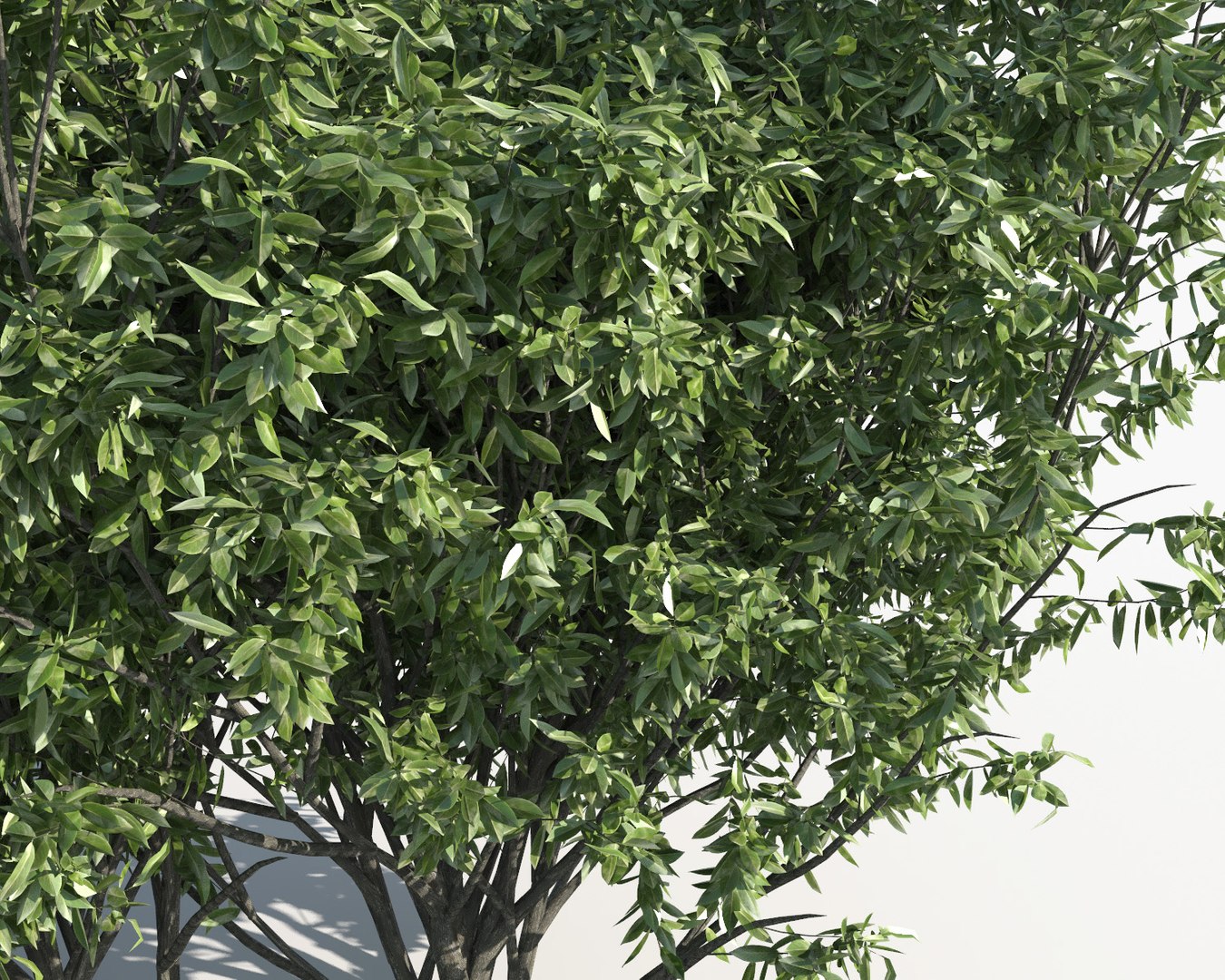 3D shrub hedges https://p.turbosquid.com/ts-thumb/6u/0R91At/biYFh3Sj/shrub_hedges_1b/jpg/1493543225/1920x1080/fit_q87/3d443ec95cbb105ac94d401078af4ab0cb26bea9/shrub_hedges_1b.jpg