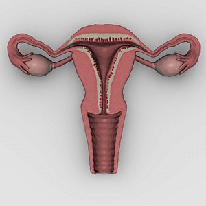 uterus section.max