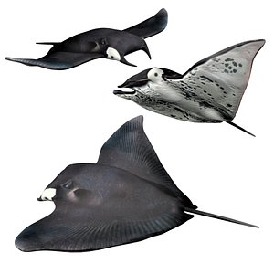 3D fully rigged manta ray