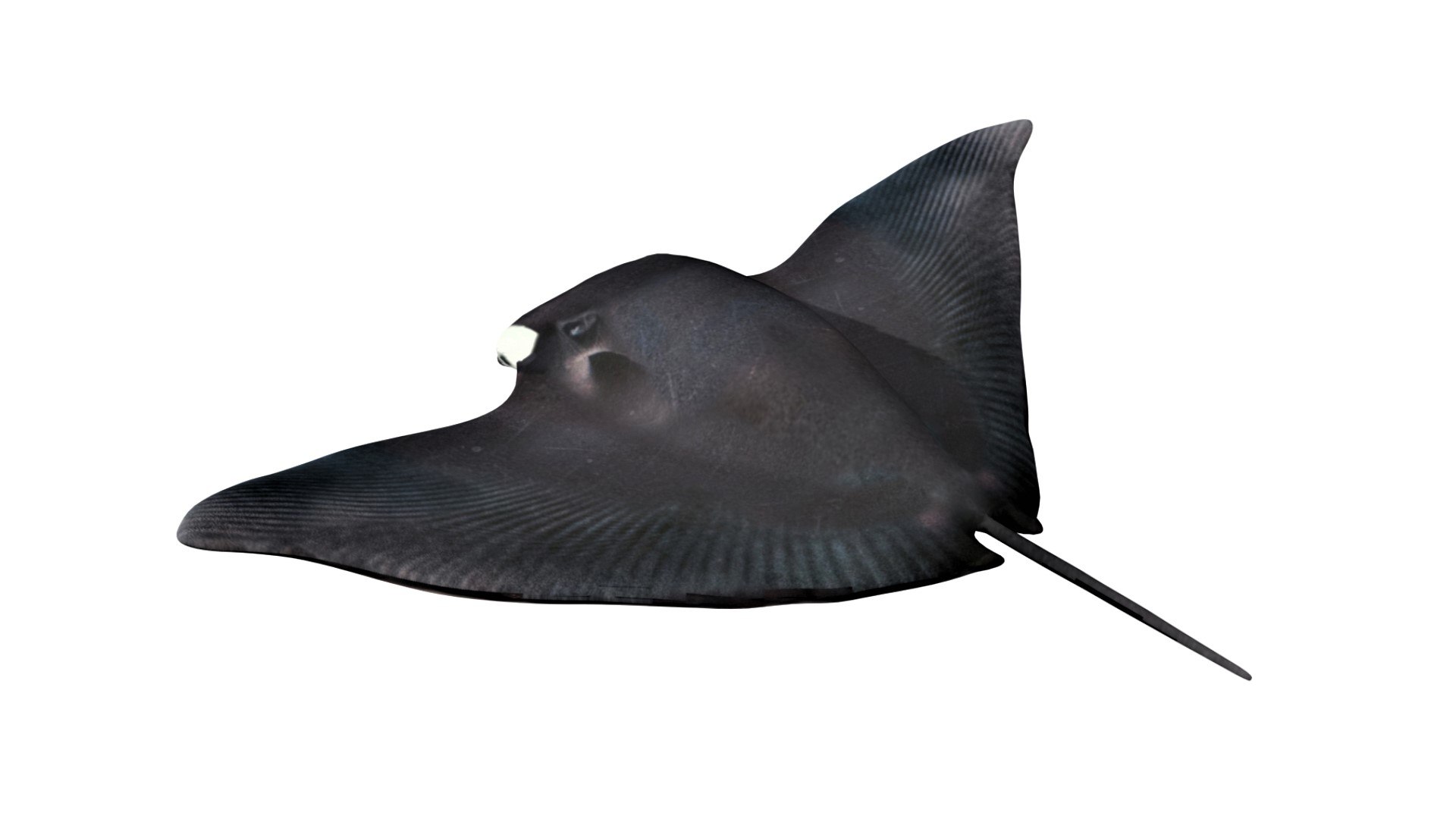 3D Fully Rigged Manta Ray - TurboSquid 1754455