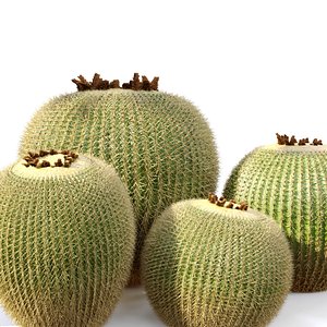 Golden barrel cactus 2