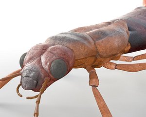 Earwig Insect Rigged