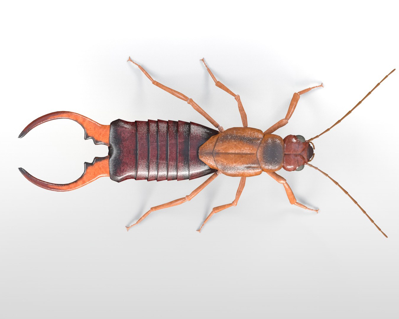 Rigged 3D Model - TurboSquid 1537170