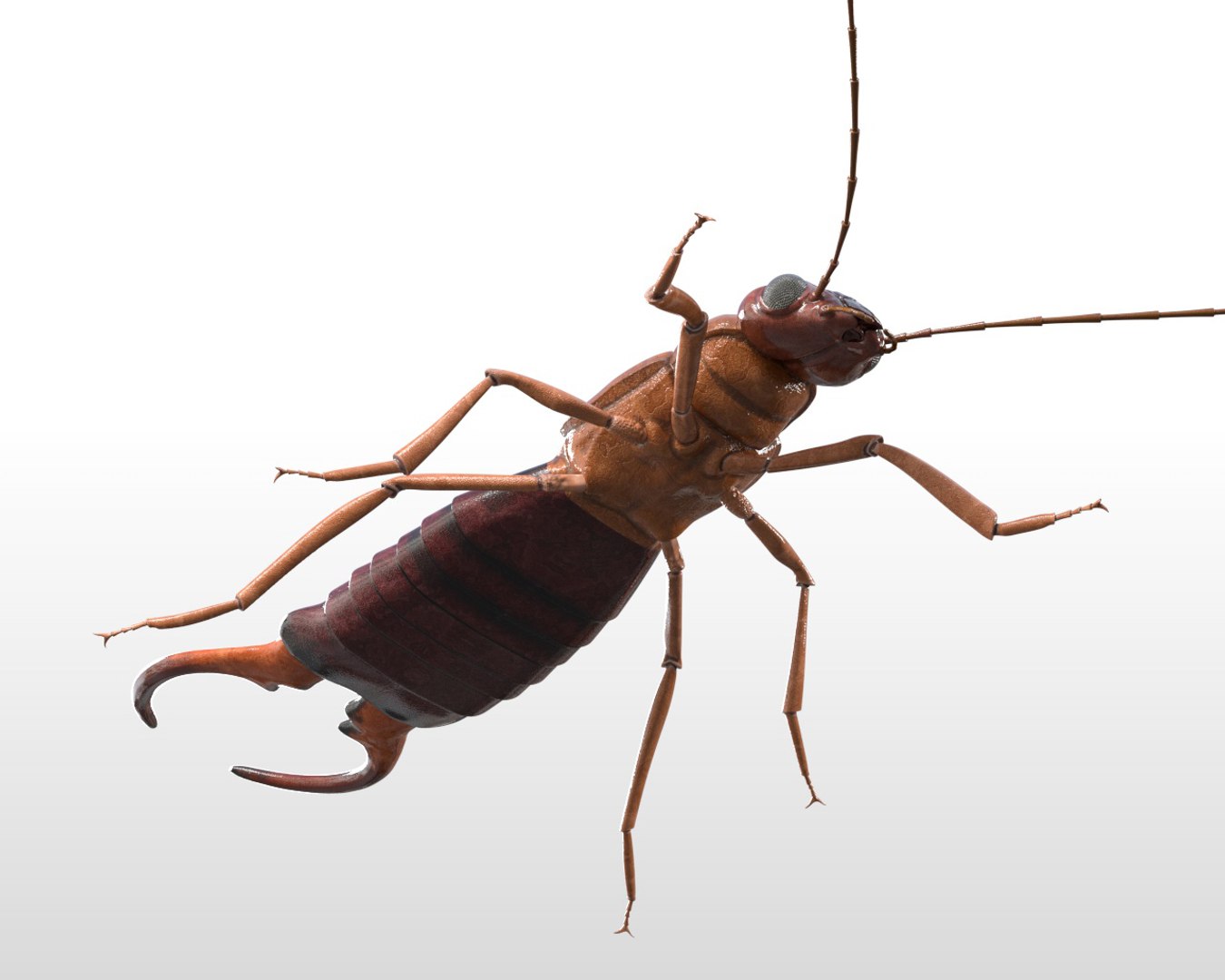 Rigged 3D Model - TurboSquid 1537170