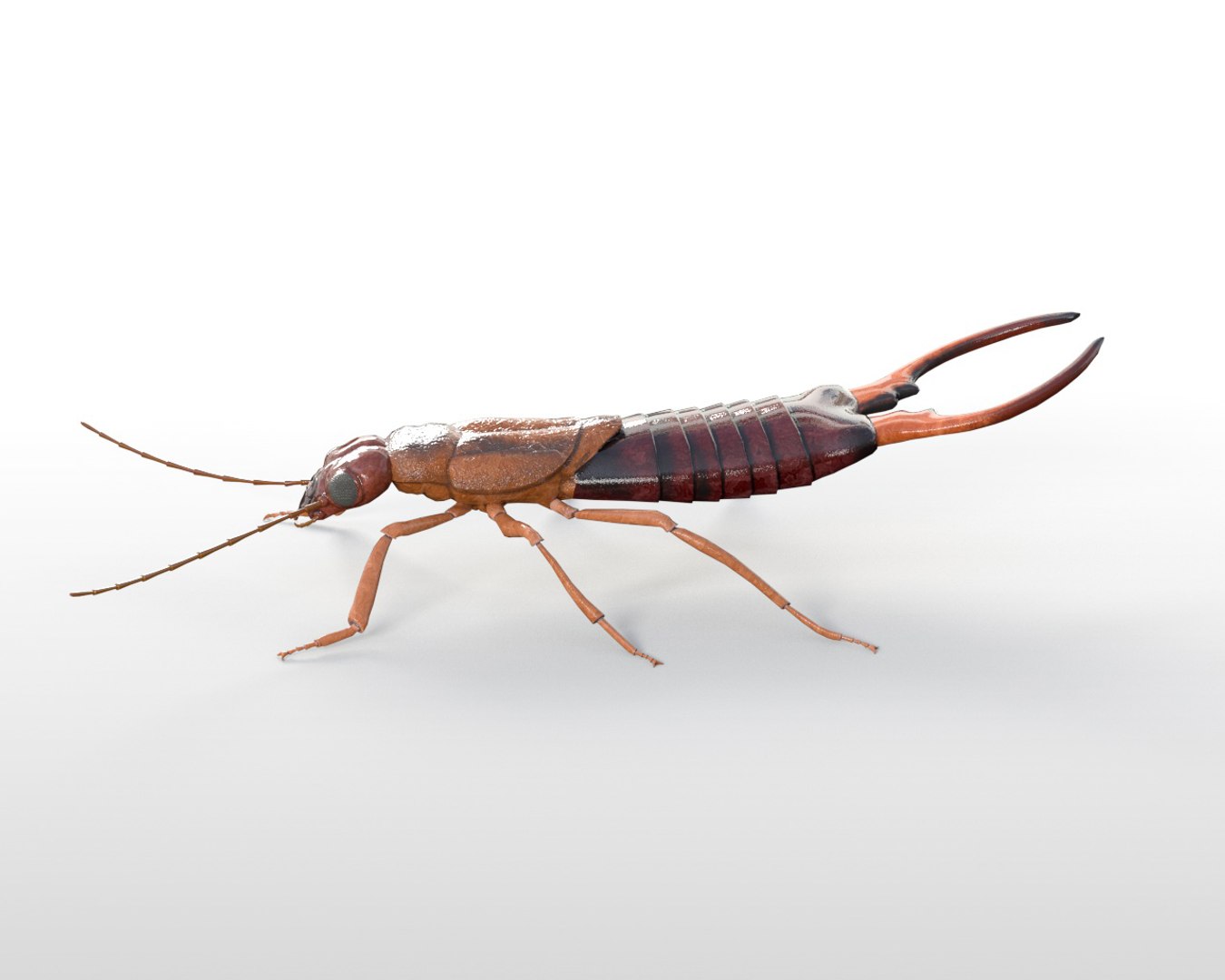 Rigged 3D Model - TurboSquid 1537170