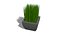 Potted grass