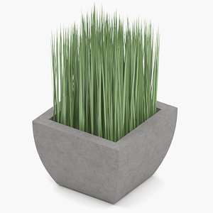 Potted grass