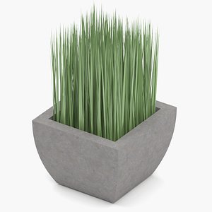 Potted grass