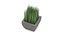 Potted grass