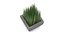 Potted grass