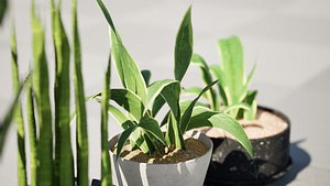 3D Snake Plant 3D Model for Indoor Scenes model