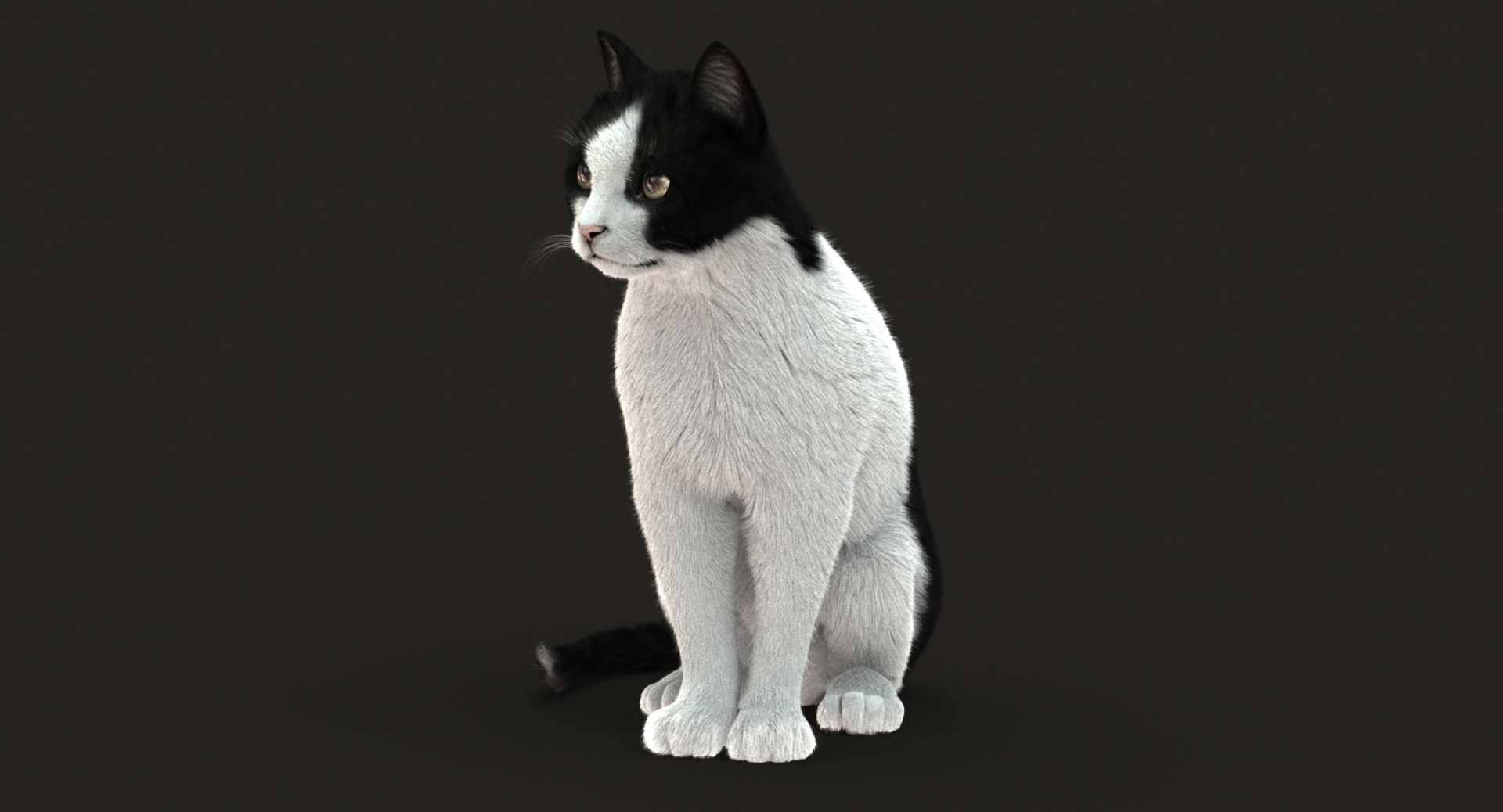 Cat Rigged Fur 2 3D Model - TurboSquid 1305316