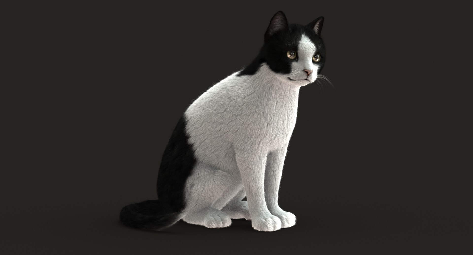 Cat Rigged Fur 2 3D Model - TurboSquid 1305316