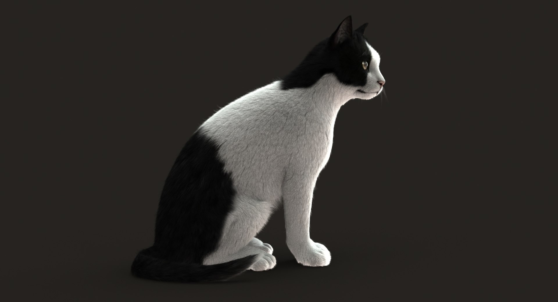 Cat Rigged Fur 2 3D Model - TurboSquid 1305316