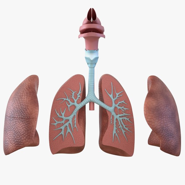 modelo 3d Modelo anatómico del sistema respiratorio humano - TurboSquid  1214062