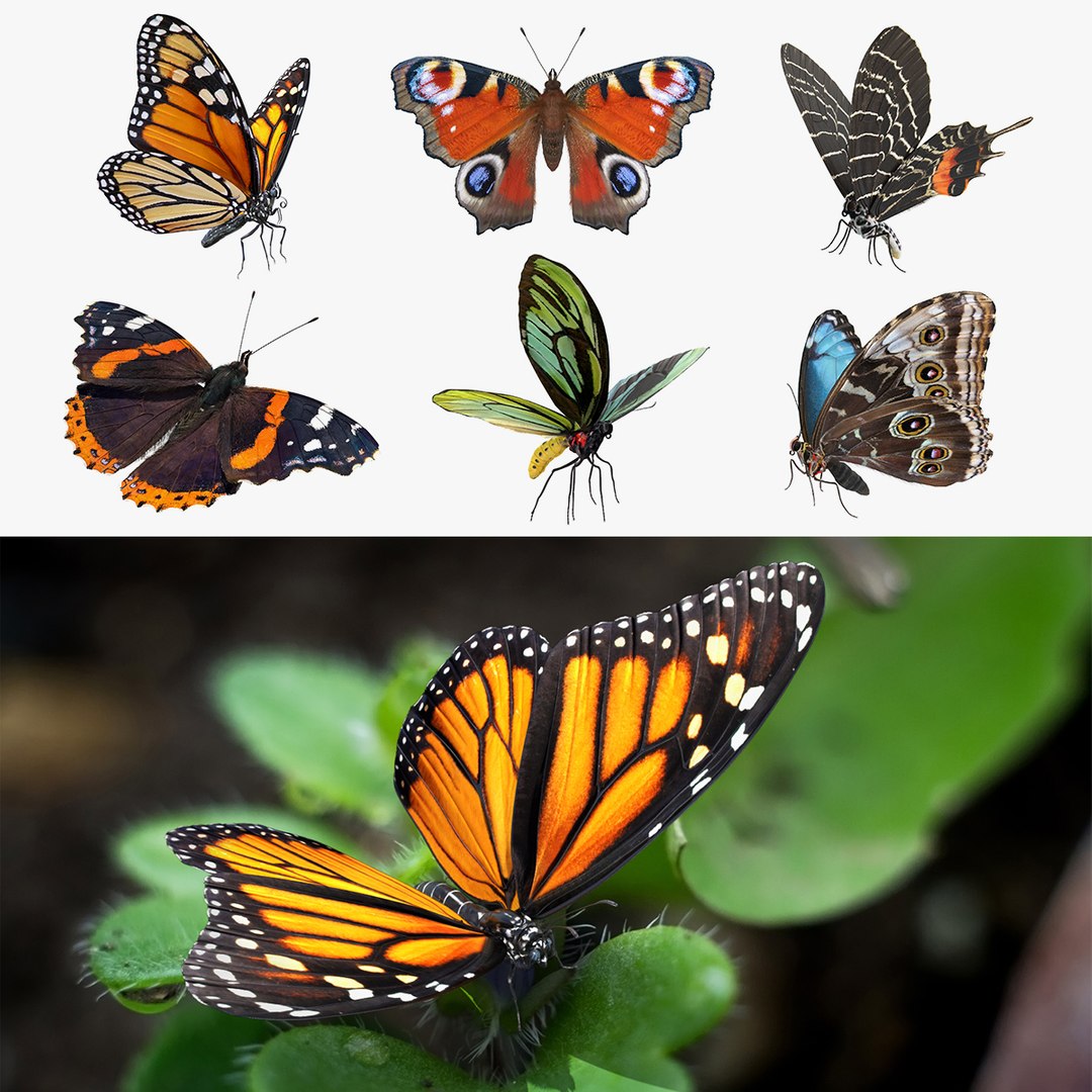 Butterflies Rigged Collection 2 3D model preview