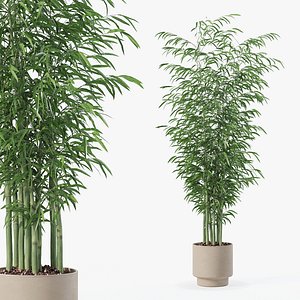 Bamboo in modern flower pot model