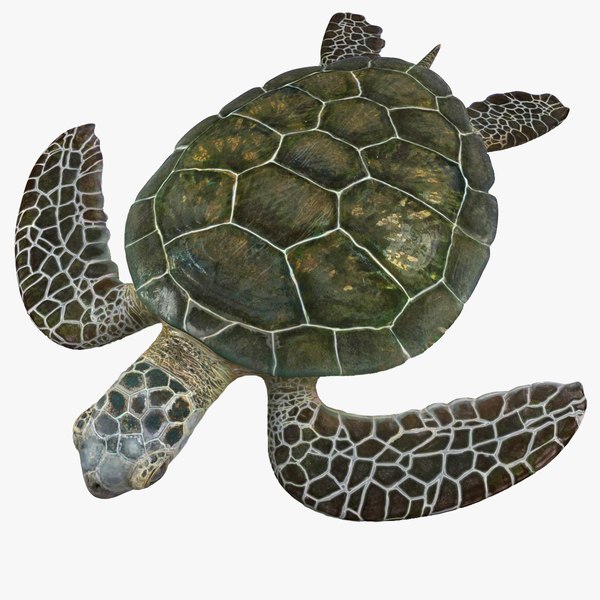 Turtle shape. Морская черепашка референс. Морская черепаха 3д. Пятнистая черепаха морская. Черепашки 3д.