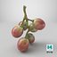 Small Bunch Grapes 2