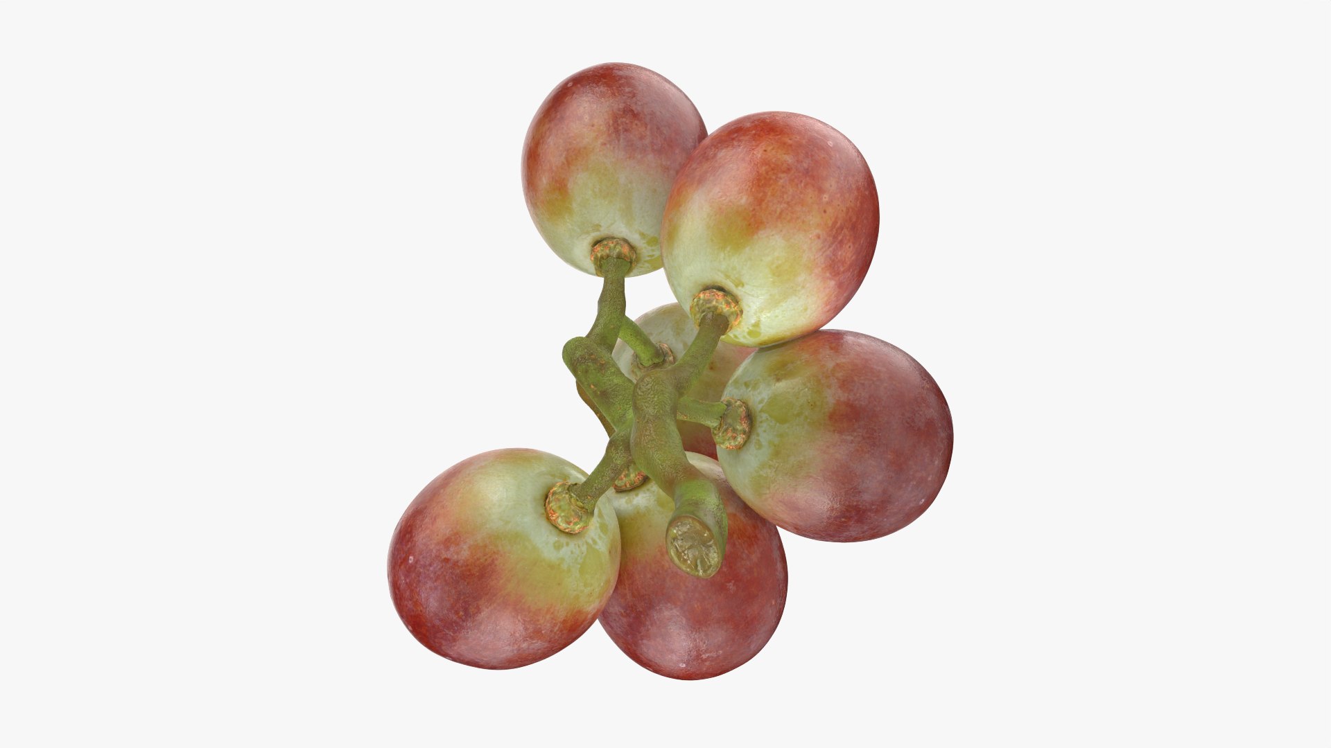 Small Bunch Grapes 2 model https://p.turbosquid.com/ts-thumb/6u/jgKDn8/EH/smbunchgrape2_0008/png/1778577960/1920x1080/fit_q87/6ff70a24d7bbfa527b293da6b0f18e5e21339769/smbunchgrape2_0008.jpg