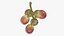 Small Bunch Grapes 2