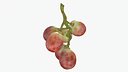 Small Bunch Grapes 2