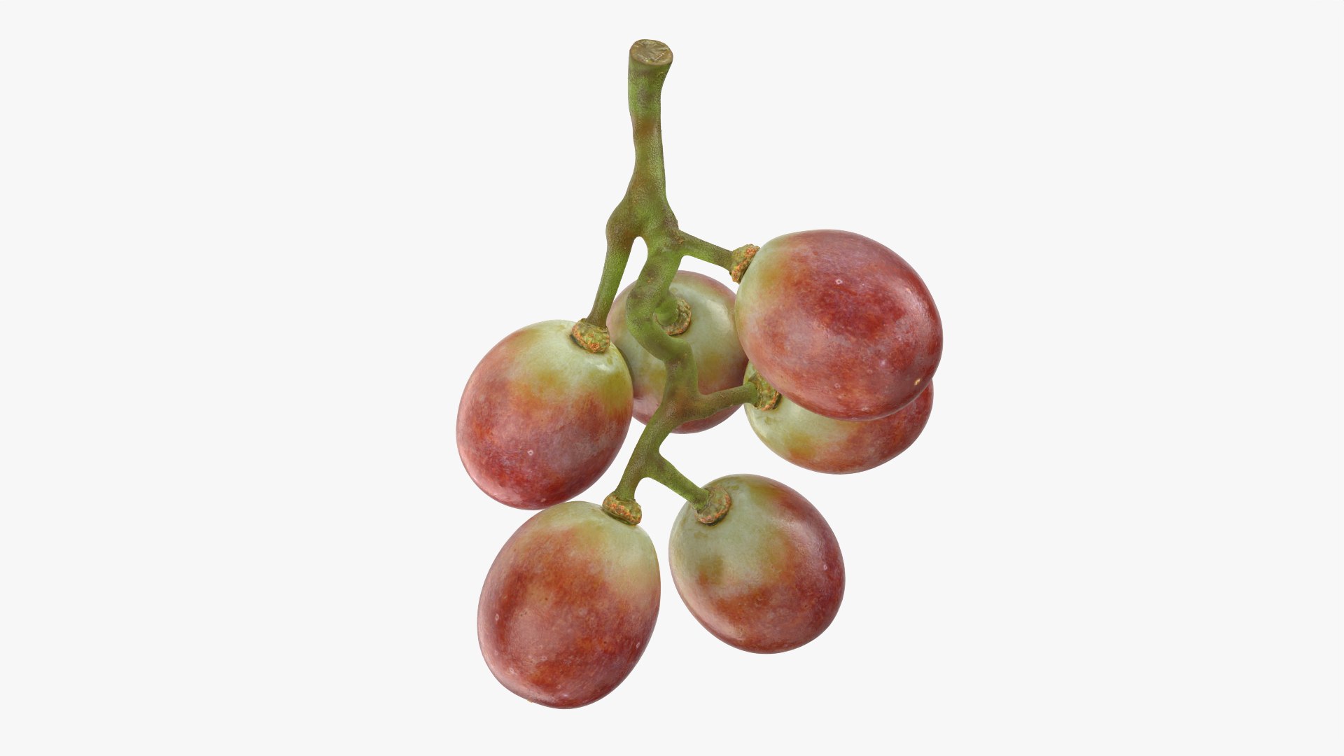 Small Bunch Grapes 2 model https://p.turbosquid.com/ts-thumb/6u/jgKDn8/kp/smbunchgrape2_0004/png/1778577947/1920x1080/fit_q87/4cad2edcea7f9d12fbaf65292960733b9646f6c2/smbunchgrape2_0004.jpg