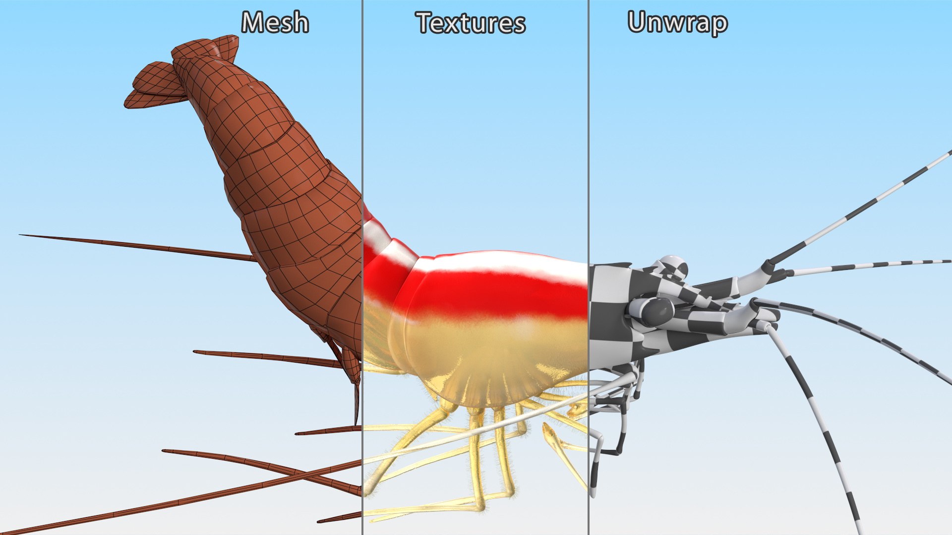 Pacific Cleaner Shrimp Fur model https://p.turbosquid.com/ts-thumb/6u/liVRrU/6l/pacificcleanershrimpfur3dsmodel014/jpg/1655514179/1920x1080/fit_q87/1a03a08be1834a52e58f1502b06801fc3119de0d/pacificcleanershrimpfur3dsmodel014.jpg