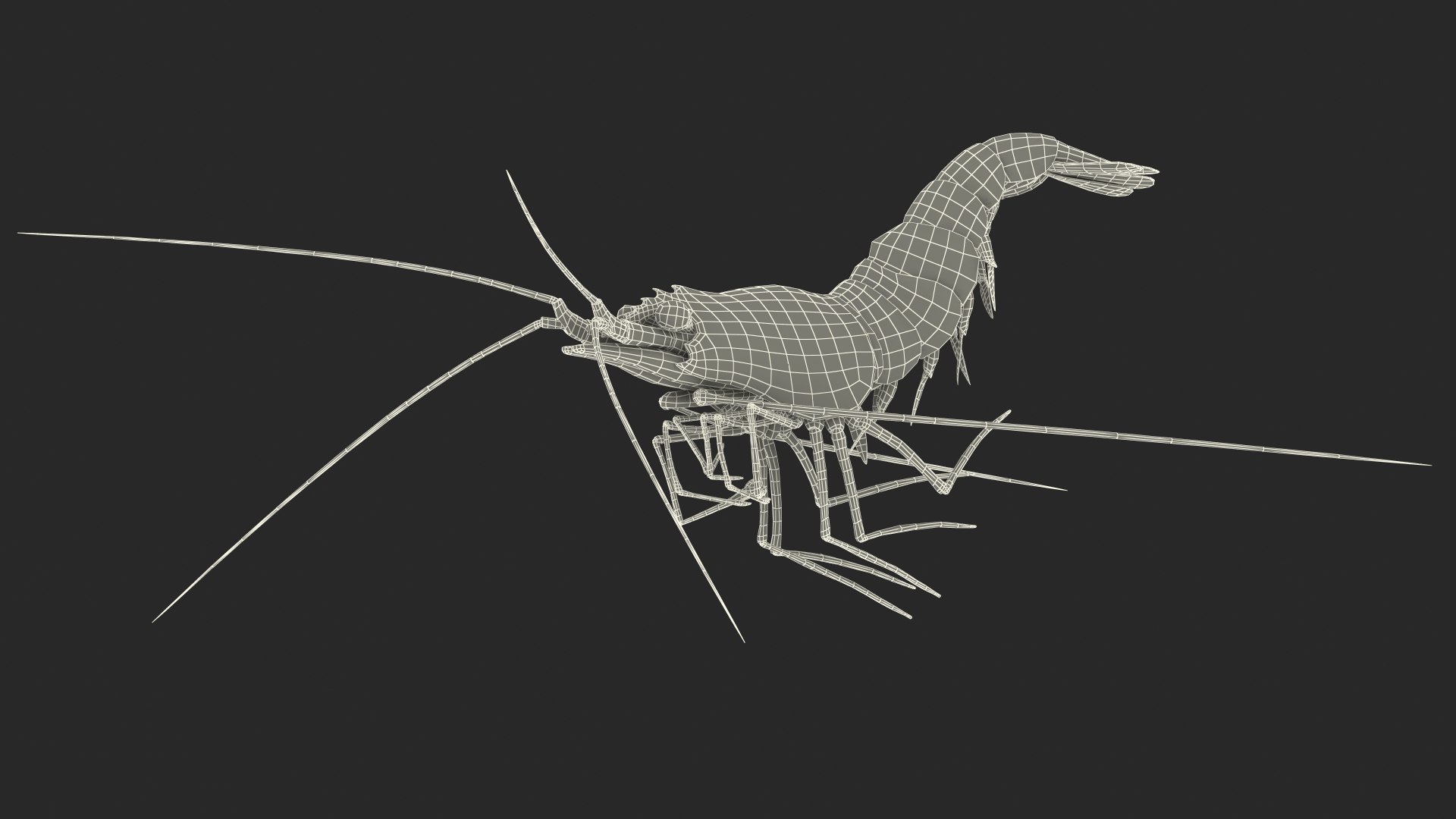 Pacific Cleaner Shrimp Fur model https://p.turbosquid.com/ts-thumb/6u/liVRrU/I3/pacificcleanershrimpfur3dsmodel020/jpg/1655514198/1920x1080/fit_q87/8f02b70cb76adefcfa245813459c7e36059963e5/pacificcleanershrimpfur3dsmodel020.jpg