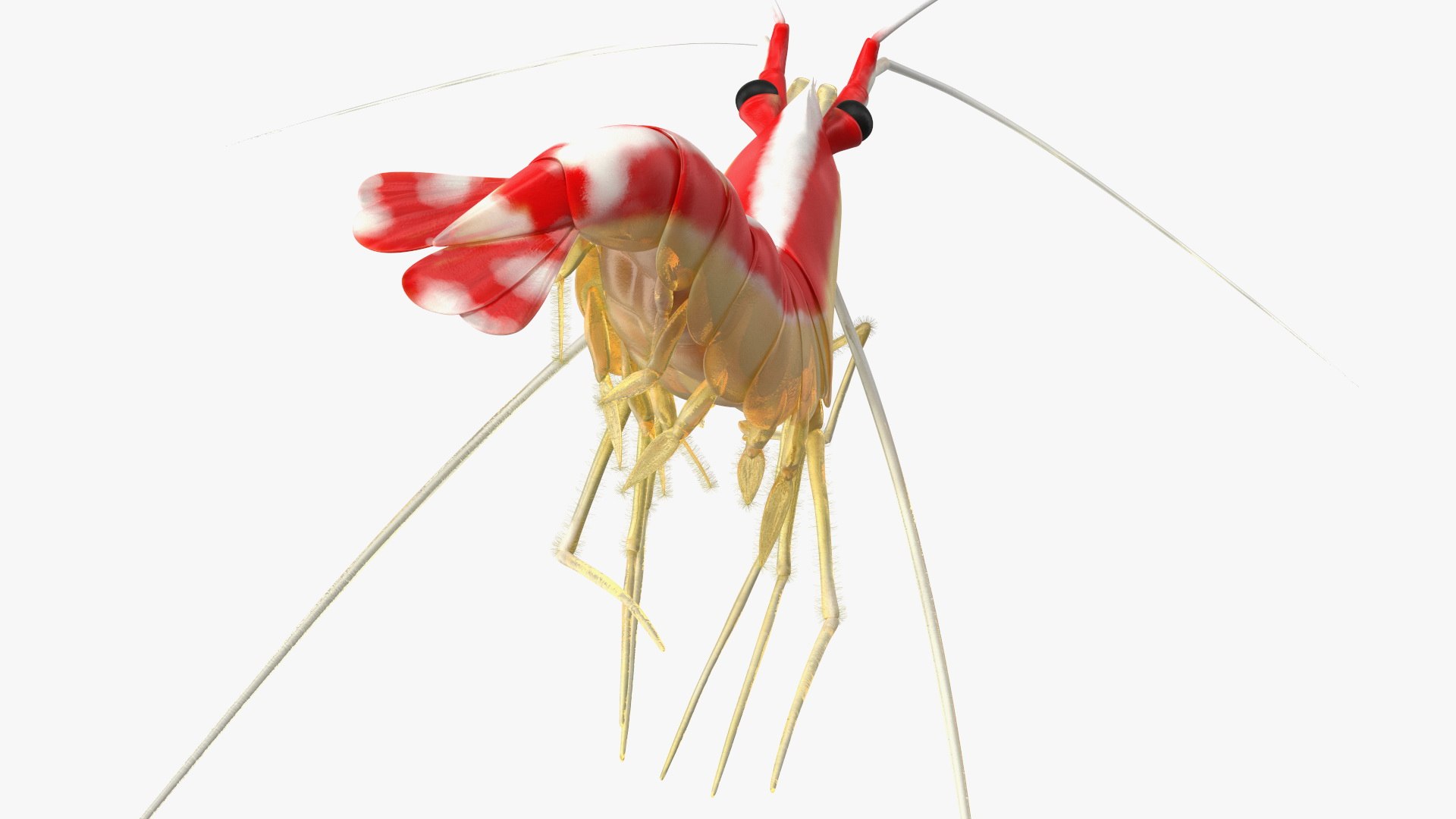 Pacific Cleaner Shrimp Fur model https://p.turbosquid.com/ts-thumb/6u/liVRrU/NN/pacificcleanershrimpfur3dsmodel011/jpg/1655514169/1920x1080/fit_q87/10fe58f79e9344921caac334f2f7e3ebf073ce09/pacificcleanershrimpfur3dsmodel011.jpg