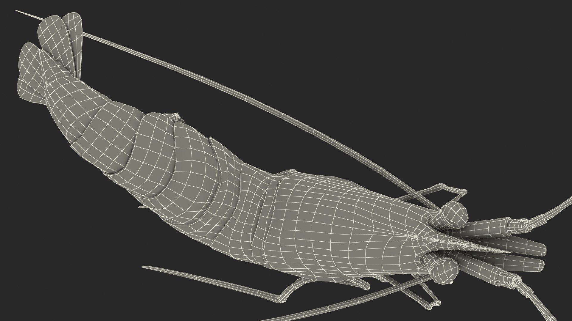 Pacific Cleaner Shrimp Fur model https://p.turbosquid.com/ts-thumb/6u/liVRrU/OK/pacificcleanershrimpfur3dsmodel023/jpg/1655514207/1920x1080/fit_q87/816e0553d0ab54df284c4bbee97f3eee569c4101/pacificcleanershrimpfur3dsmodel023.jpg