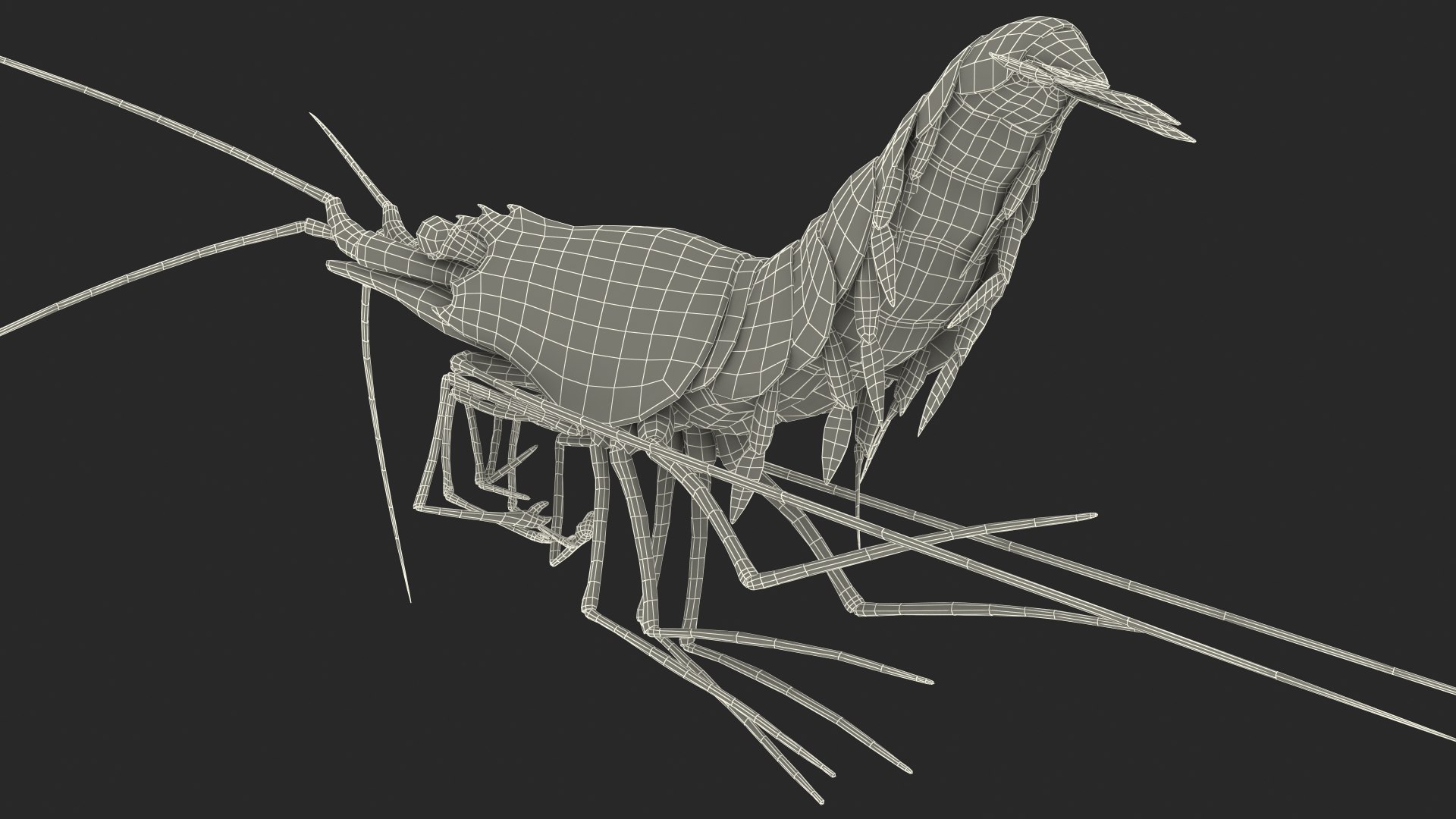 Pacific Cleaner Shrimp Fur model https://p.turbosquid.com/ts-thumb/6u/liVRrU/U8/pacificcleanershrimpfur3dsmodel021/jpg/1655514201/1920x1080/fit_q87/170009c3a6a9449fd18bd85f256154f97a141e05/pacificcleanershrimpfur3dsmodel021.jpg