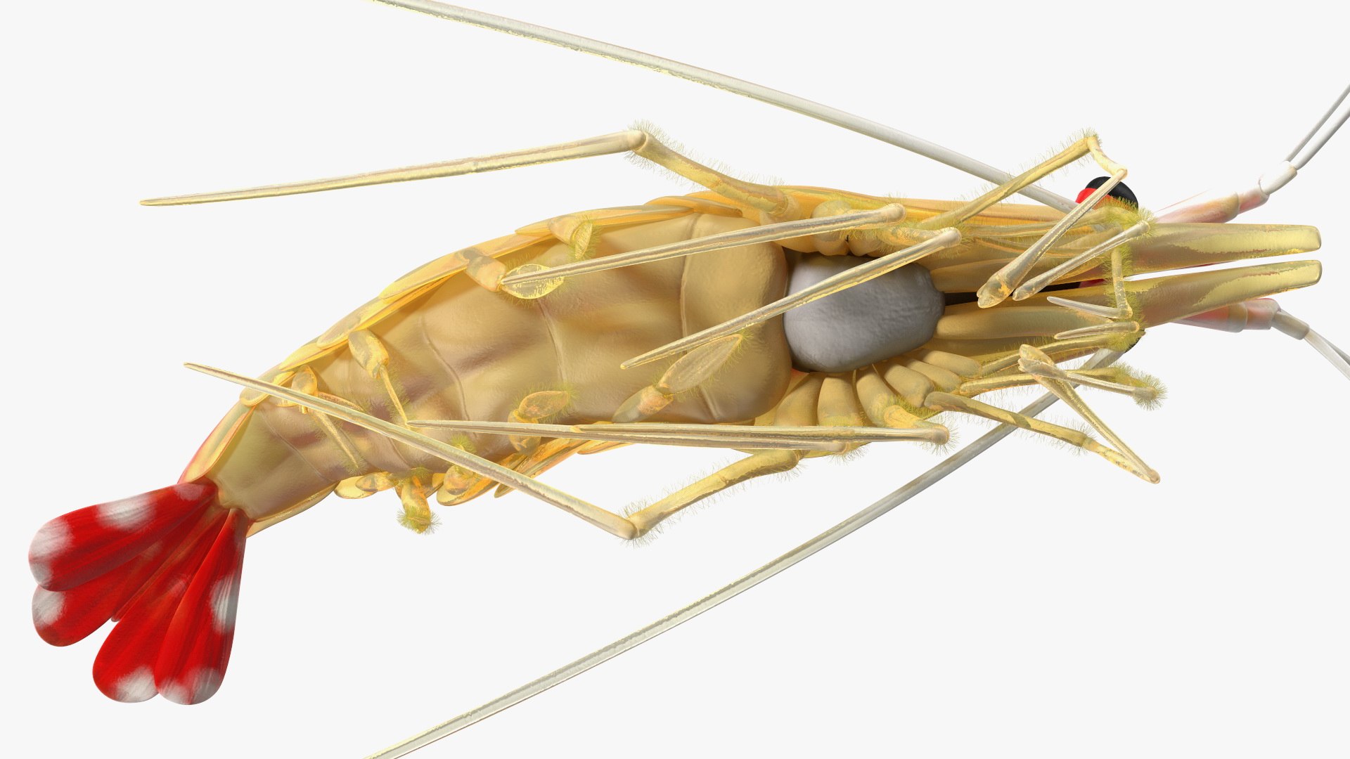 Pacific Cleaner Shrimp Fur model https://p.turbosquid.com/ts-thumb/6u/liVRrU/VX/pacificcleanershrimpfur3dsmodel007/jpg/1655514157/1920x1080/fit_q87/9c2e921aacc3832c928d4814b3d7ef460f430940/pacificcleanershrimpfur3dsmodel007.jpg